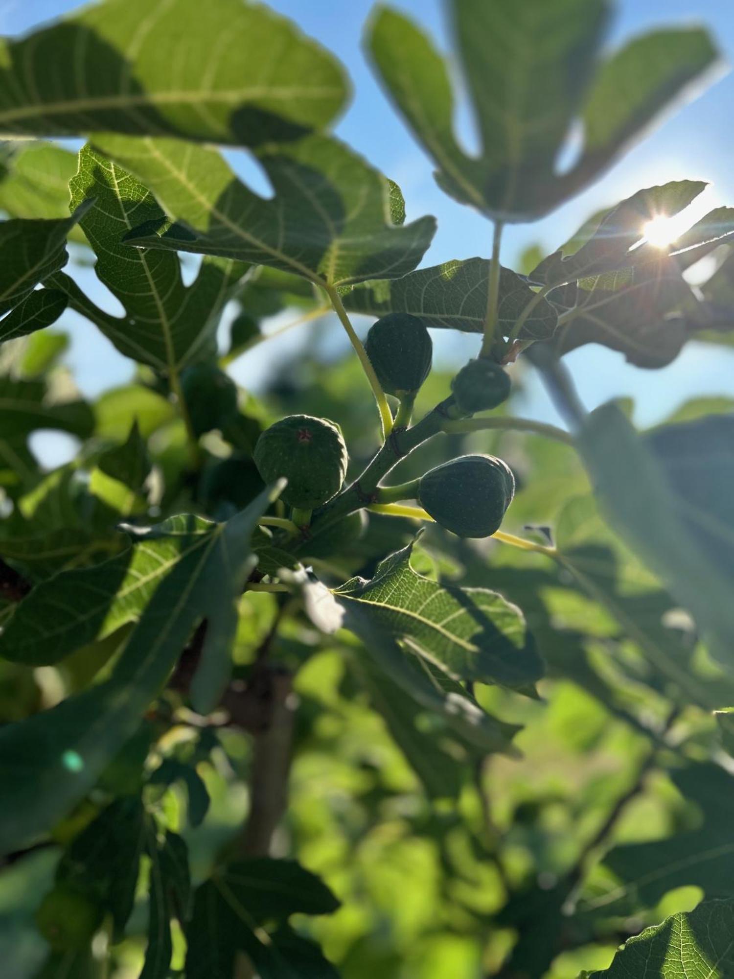 Csodaszarvas Vendeghazak Rabahidveg Exterior foto
